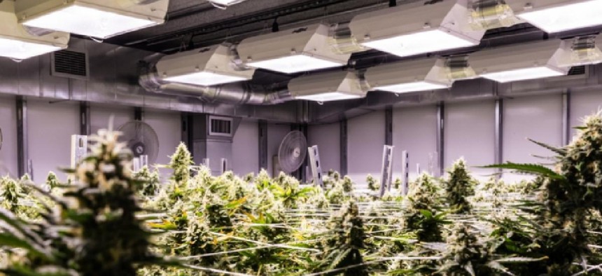 An indoor grow facility – image by Shutterstock