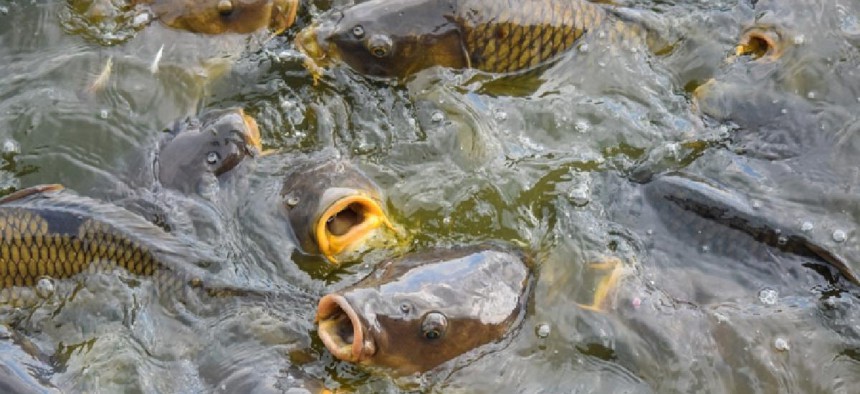 Carp at Pymatuning Lake in Crawford County – image from Shutterstock