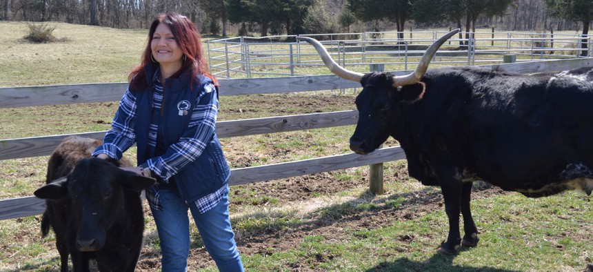 Golden, a Penn State alumnus, is shown here at work with some of her bovine charges at her family farm.