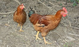 Chickens located at a Berks County farm.