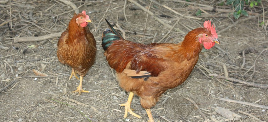 Chickens located at a Berks County farm.