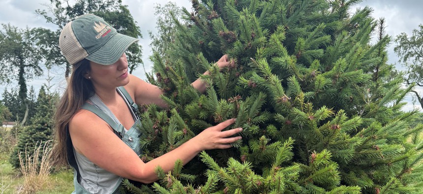 Beth Bossio inspects her freeze-damaged Douglas firs at the Smithfield Christmas-tree farm she runs.